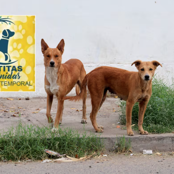 Organizan croquetón para apoyar a los perros y gatos de la Fundación Patitas Unidas