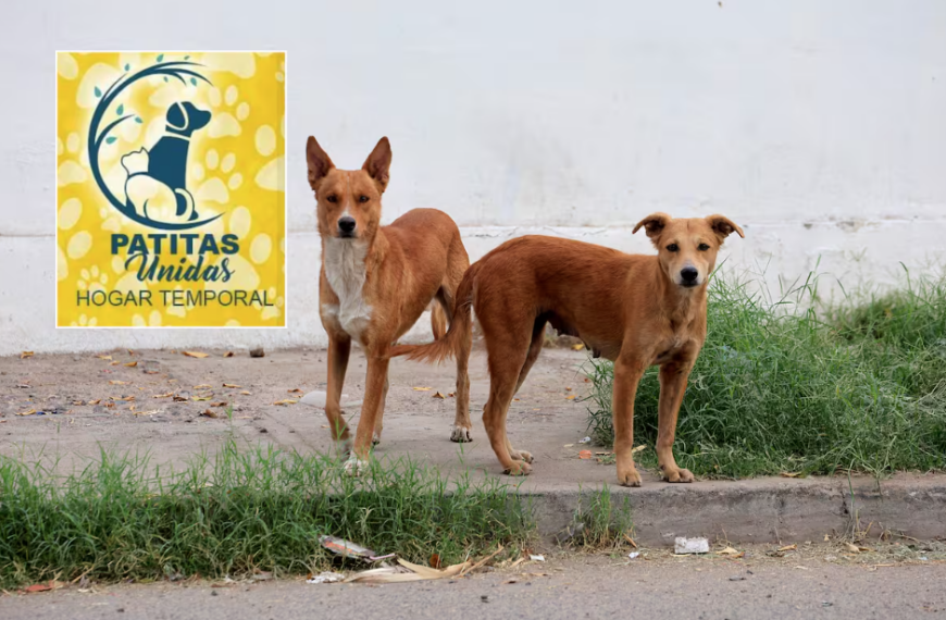 Organizan croquetón para apoyar a los perros y gatos de la Fundación Patitas Unidas