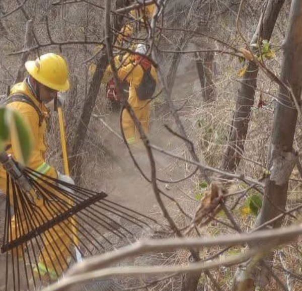 Refuerzan defensa contra incendios en la sierra de Álamos con brecha cortafuego