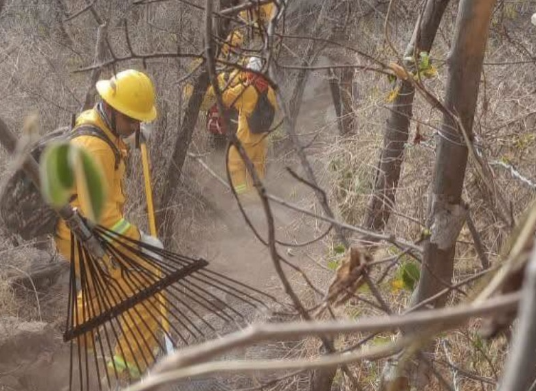 Refuerzan defensa contra incendios en la sierra de Álamos con brecha cortafuego