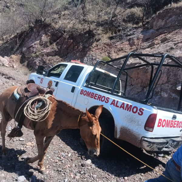 Ubican a grupo de personas que quedaron incomunicadas en la sierra de Álamos