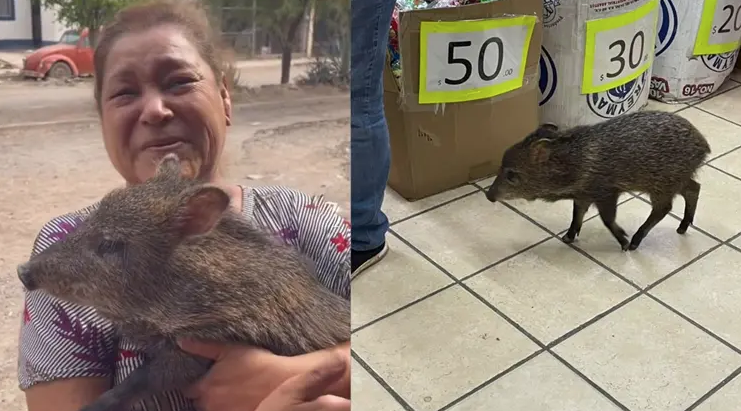 Jabalina adoptada como mascota causa asombro en Navojoa
