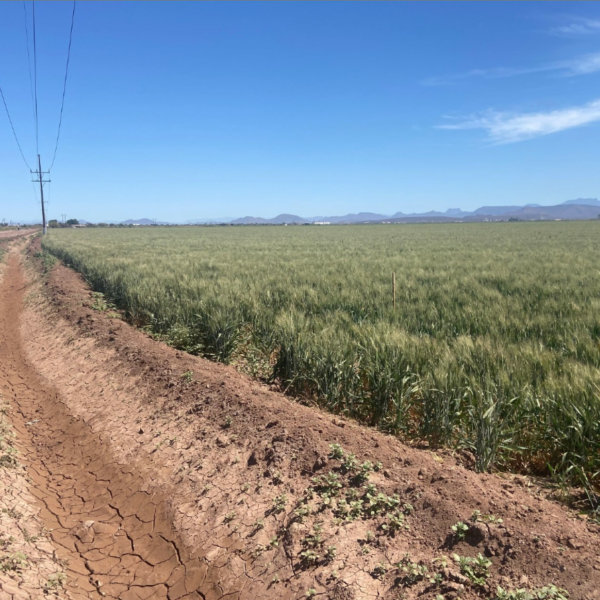 Hasta 50% de productores dejaría de sembrar trigo en el Valle del Mayo