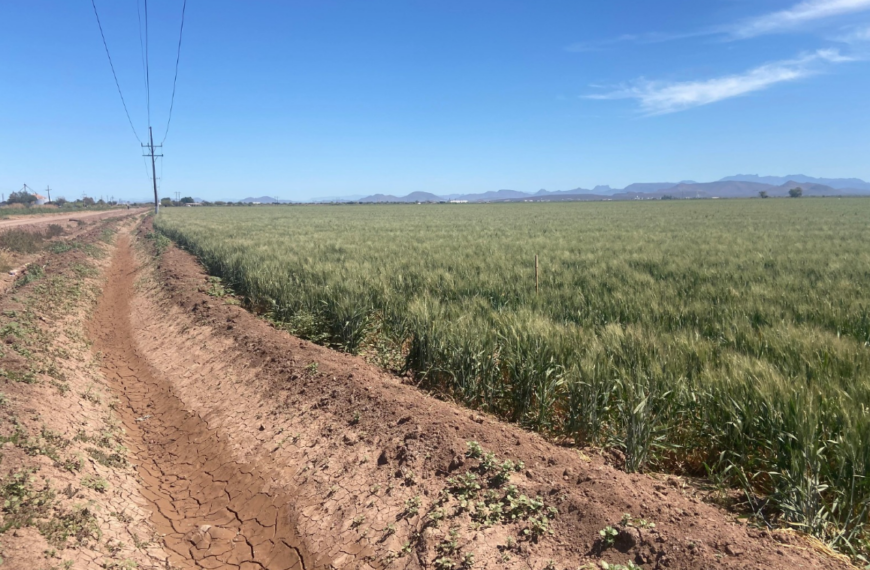 Hasta 50% de productores dejaría de sembrar trigo en el Valle del Mayo