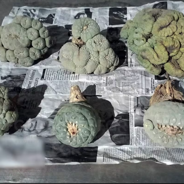 Interceptan envío de 6 ejemplares de peyote en empresa de paquetería de Hermosillo