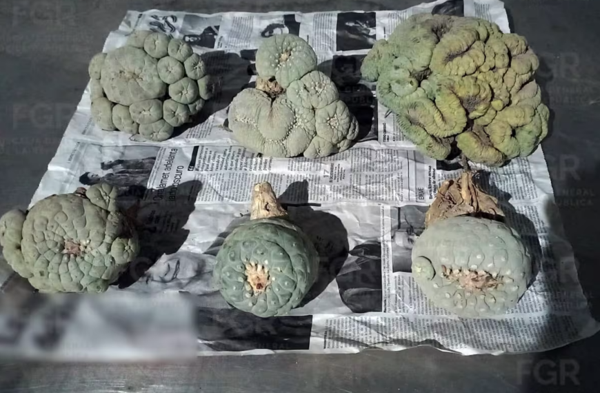 Interceptan envío de 6 ejemplares de peyote en empresa de paquetería de Hermosillo